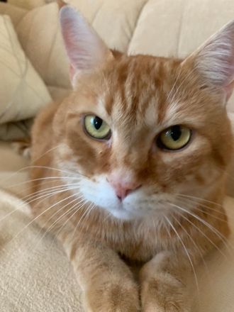 Katzer Tommy-5- sucht dringend ein neues und liebes zu Hause