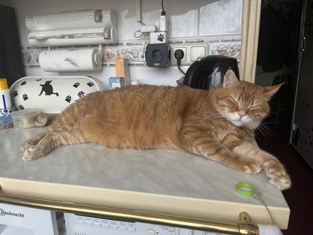 Katzer Tommy-5- sucht dringend ein neues und liebes zu Hause