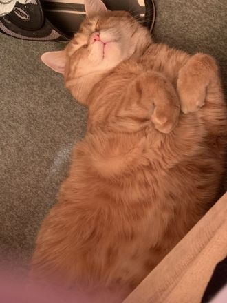 Katzer Tommy-5- sucht dringend ein neues und liebes zu Hause