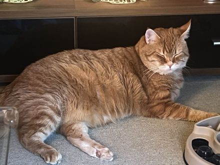 Katzer Tommy-5- sucht dringend ein neues und liebes zu Hause