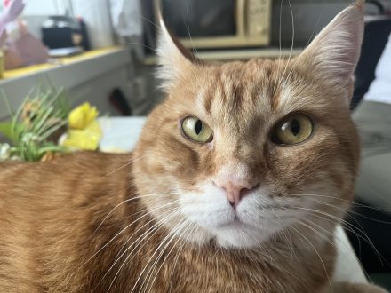 Katzer Tommy-5- sucht dringend ein neues und liebes zu Hause