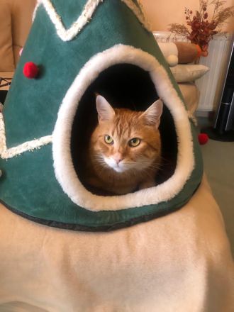 Katzer Tommy-5- sucht dringend ein neues und liebes zu Hause