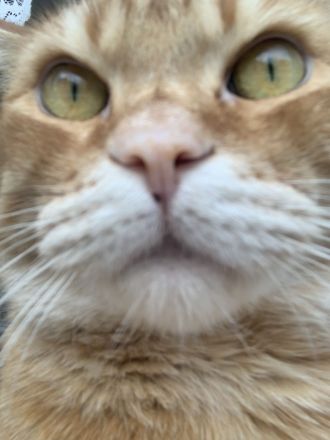 Katzer Tommy-5- sucht dringend ein neues und liebes zu Hause