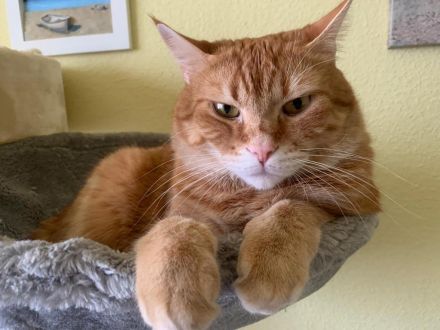 Katzer Tommy-5- sucht dringend ein neues und liebes zu Hause