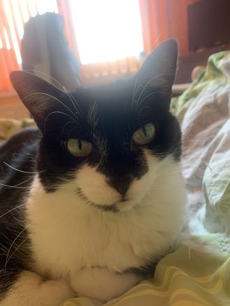 Katze Pepi-9 sucht dringend ein neues und liebes zu Hause