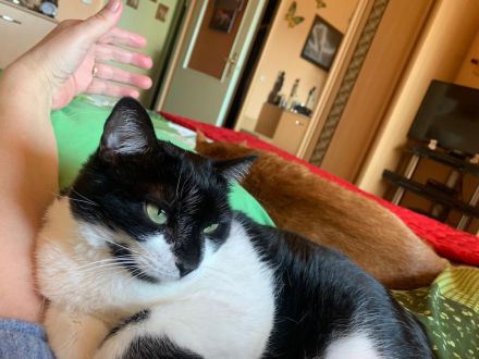 Katze Pepi-9 sucht dringend ein neues und liebes zu Hause