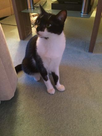 Katze Pepi-9 sucht dringend ein neues und liebes zu Hause