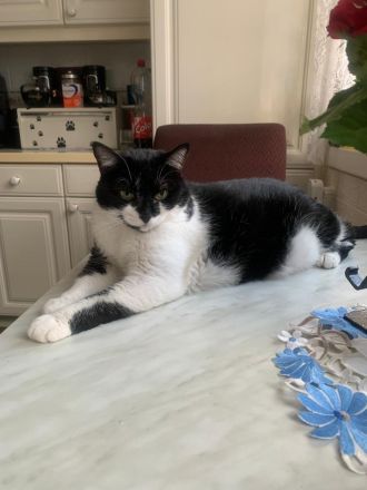 Katze Pepi-9 sucht dringend ein neues und liebes zu Hause