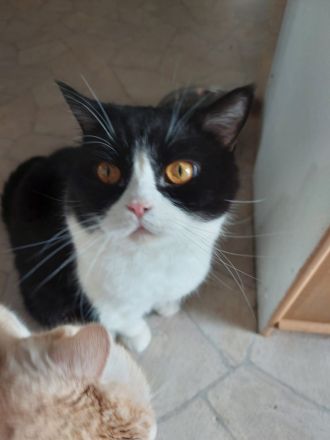 Katze Pepi-9 sucht dringend ein neues und liebes zu Hause