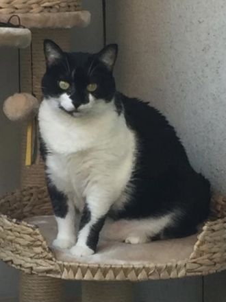 Katze Pepi-9 sucht dringend ein neues und liebes zu Hause