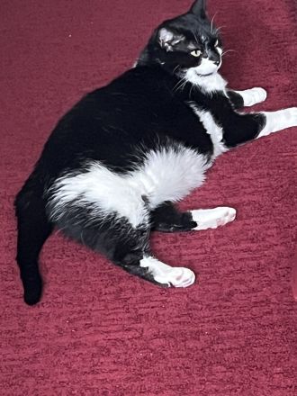 Katze Pepi-9 sucht dringend ein neues und liebes zu Hause