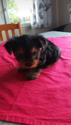 Yorkshire Terrier - Welpe - 7 Wochen - reinrassig