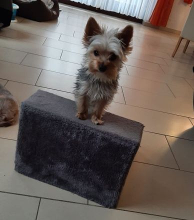 Finja - Yorkshire Terrier - 1 Jahr alt