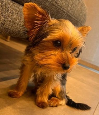 Yorkshire Terrier - Bruno - 1 Jahr alt