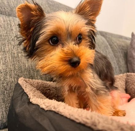 Yorkshire Terrier - Bruno - 1 Jahr alt