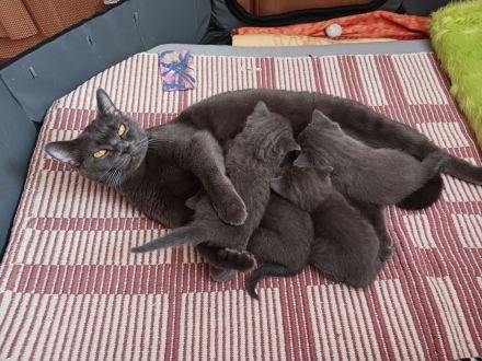 BKH-Kitten