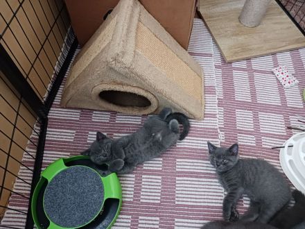 BKH-Kitten