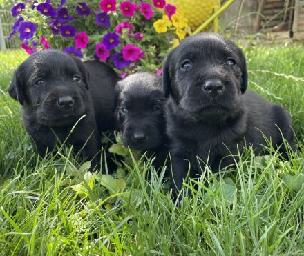 Labrador Welpen (mit Ahnentafel)
