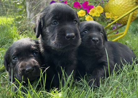 Labrador Welpen (mit Ahnentafel)