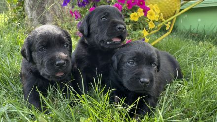 Labrador Welpen (mit Ahnentafel)