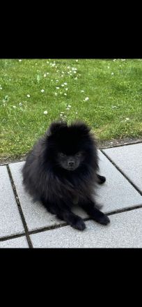 Deckrüde Pomeranian / Zwergspitz Schwarzes Fell