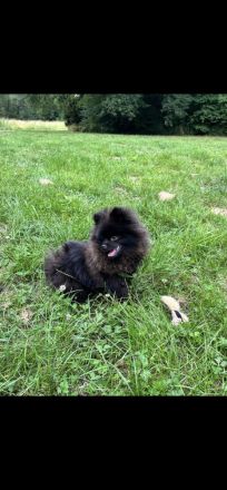 Deckrüde Pomeranian / Zwergspitz Schwarzes Fell