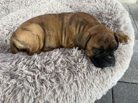 Boxerwelpe