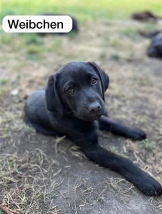 Labrador Welpen suchen ein neues Zuhause
