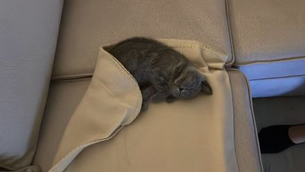 BHK GRAU Entwurmt u.  Geimpft✨