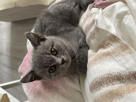 BHK GRAU Entwurmt u.  Geimpft✨