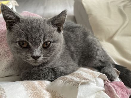 BHK GRAU Entwurmt u.  Geimpft✨