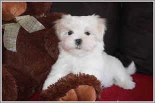 Malteserrüde Mr. Merlin