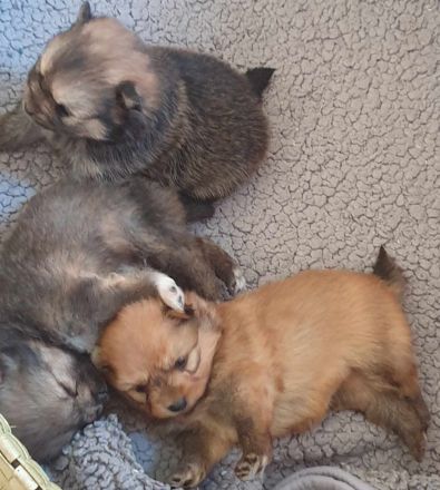 Süße Zwergspitz Welpen (Pomeranian) suchen ihre Familien