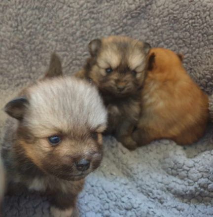 Süße Zwergspitz Welpen (Pomeranian) suchen ihre Familien