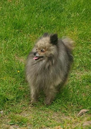Süße Zwergspitz Welpen (Pomeranian) suchen ihre Familien