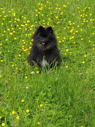 Süße Zwergspitz Welpen (Pomeranian) suchen ihre Familien