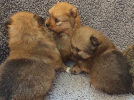 Süße Zwergspitz Welpen (Pomeranian) suchen ihre Familien