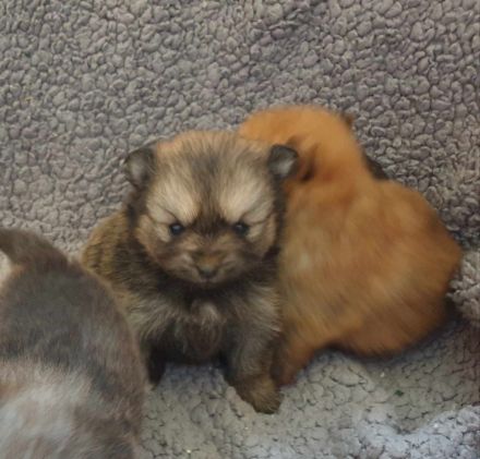 Süße Zwergspitz Welpen (Pomeranian) suchen ihre Familien