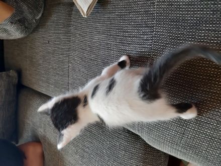 türkische Van Katzen