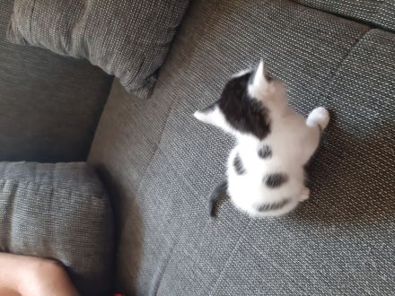 türkische Van Katzen