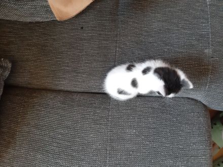 türkische Van Katzen