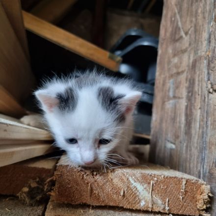 türkische Van Katzen
