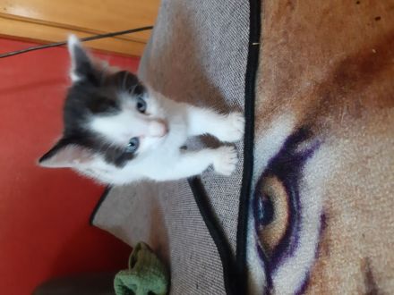 türkische Van Katzen