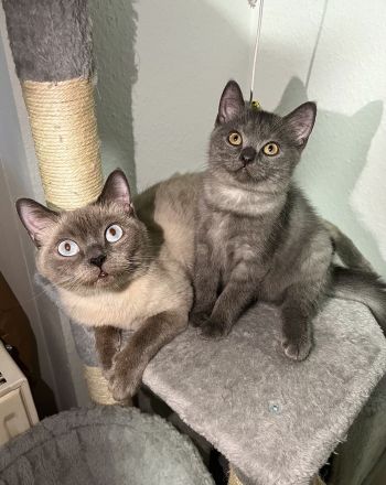 1 BKH Kitten weiblich seltene Farbe sucht ab sofort ein Zuhause !