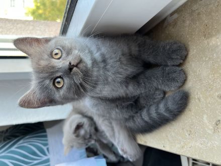 1 BKH Kitten weiblich seltene Farbe sucht ab sofort ein Zuhause !