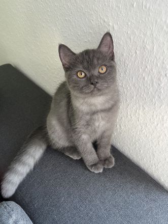 1 BKH Kitten weiblich seltene Farbe sucht ab sofort ein Zuhause !