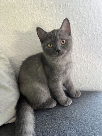 1 BKH Kitten weiblich seltene Farbe sucht ab sofort ein Zuhause !