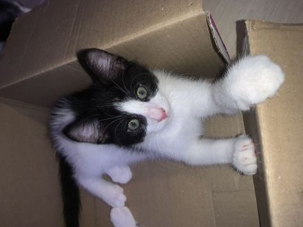 „Felix“ Babykatzen