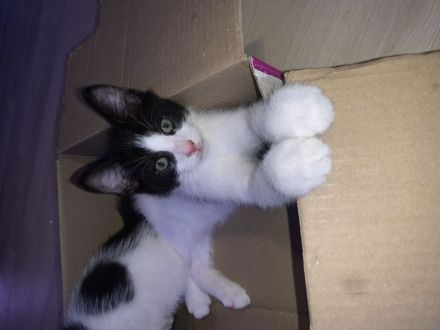 „Felix“ Babykatzen