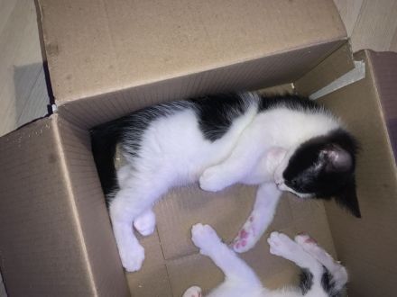 „Felix“ Babykatzen